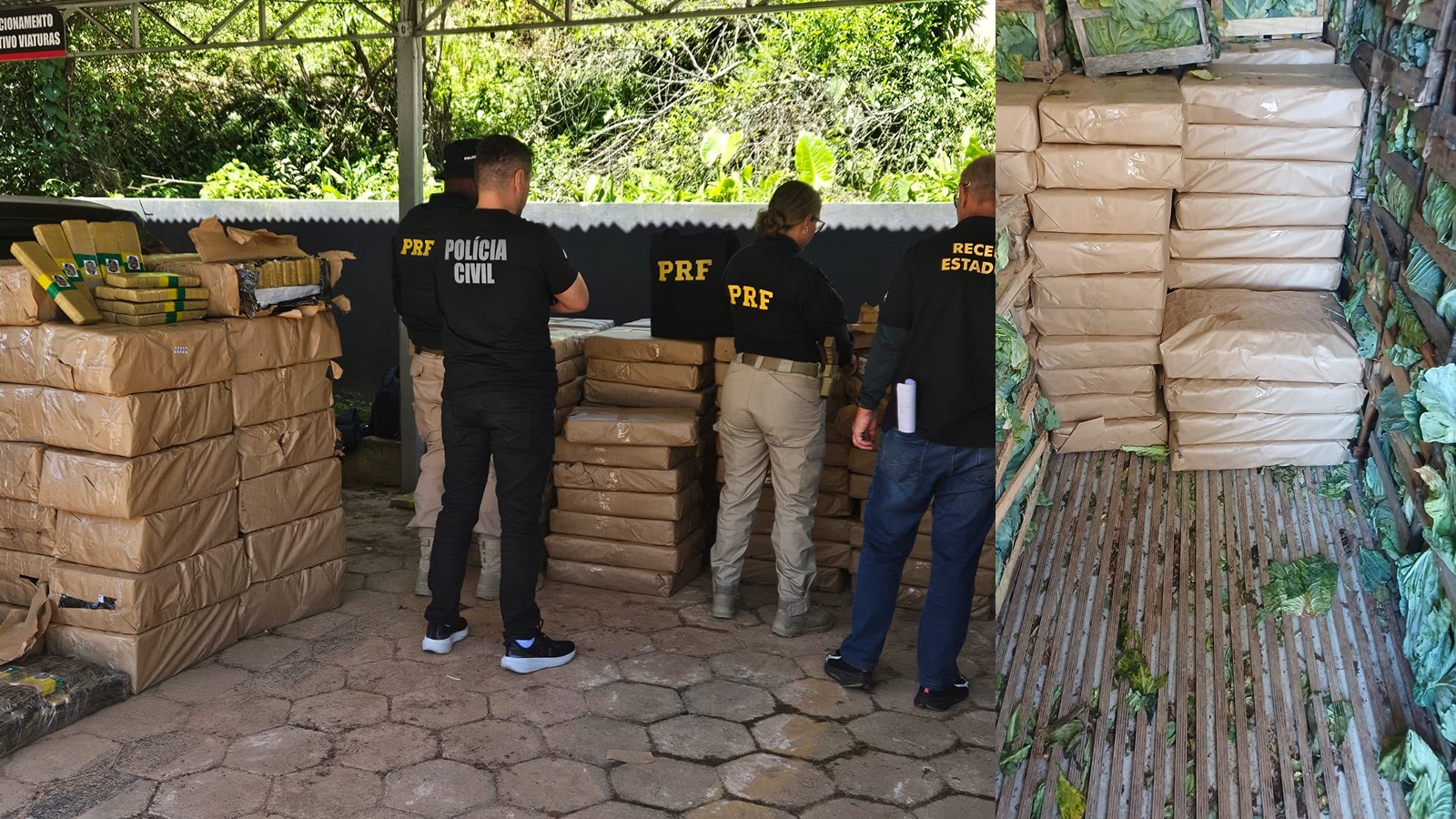 PRF apreende quase 2,5 toneladas de maconha escondidas em carga de repolho em Rio Negrinho